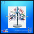 Transparent anatomical human training lung segments model,lung model respiratory system